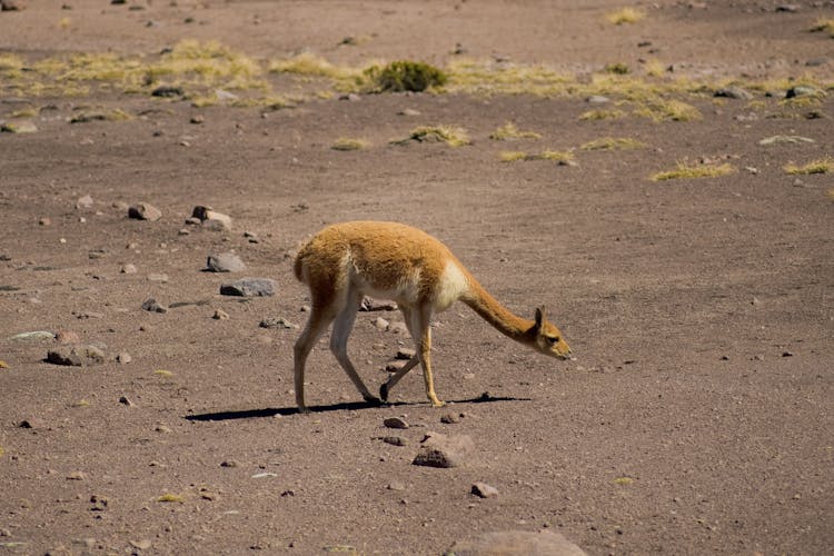 Photo Of A Brown Animal