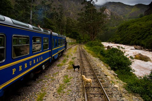 Blue and Yellow Train on Rail Tracks