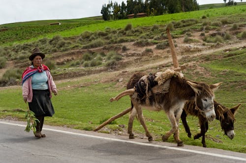 Woman Walking Near Donkeys