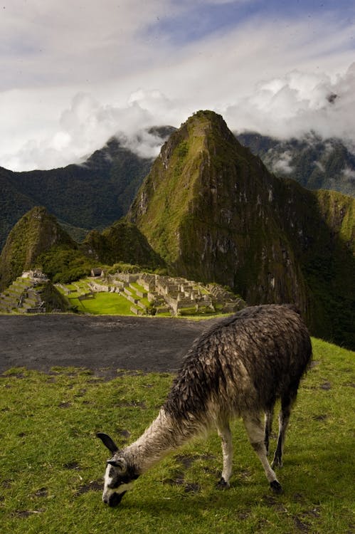 A Llama Grazing at Machu Picchu