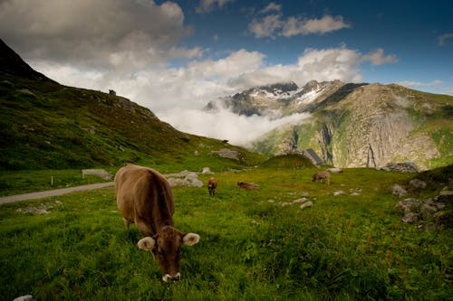 бесплатная Бесплатное стоковое фото с гора, домашний скот, за городом Стоковое фото