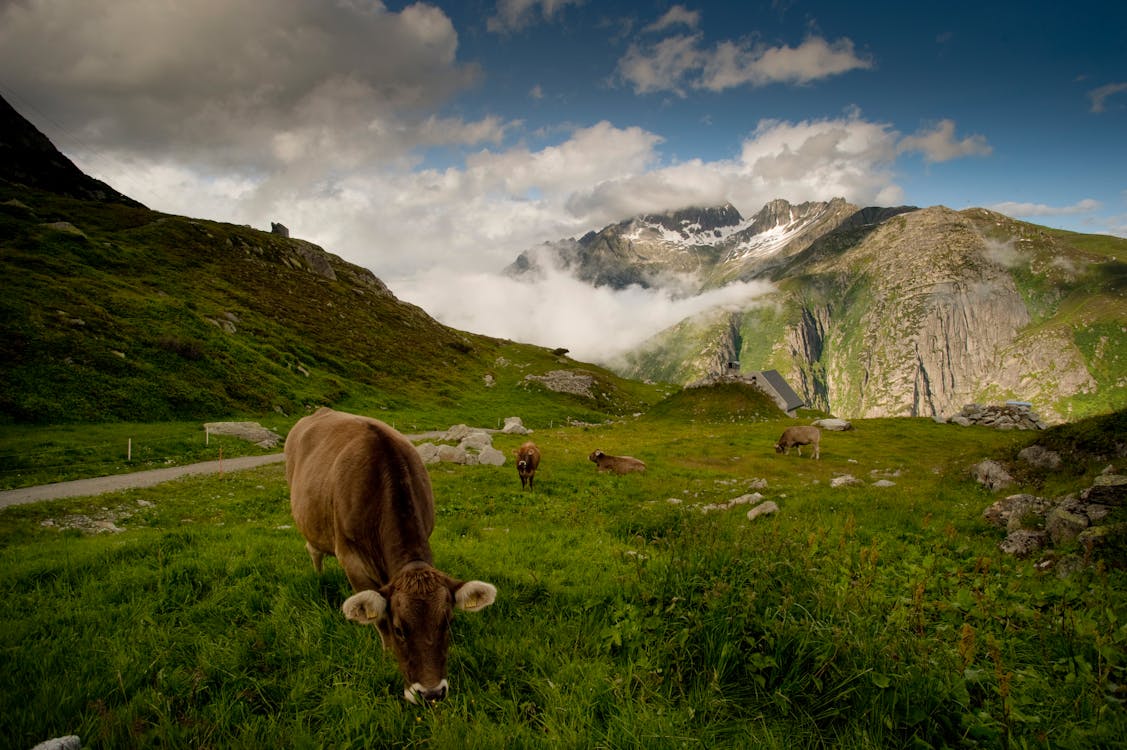 Brown Cow on Green Grass Field