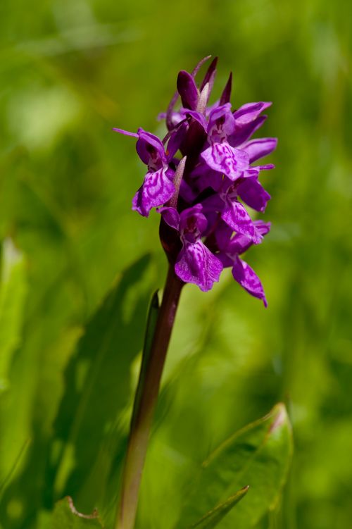 Free A beautiful purple orchid (Dactylorhiza) in a lush green setting, perfect for nature photography. Stock Photo