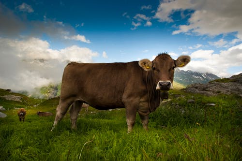 A Brown Cow in a Mountain Landscape
