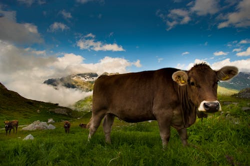 Photo of a Brown Cow on Green Grass