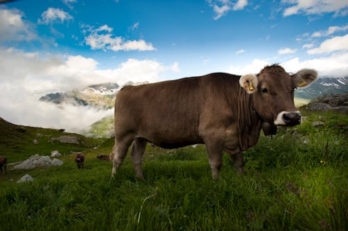 Free Brown Cow on Green Grass Field Under Blue Sky and White Clouds Stock Photo