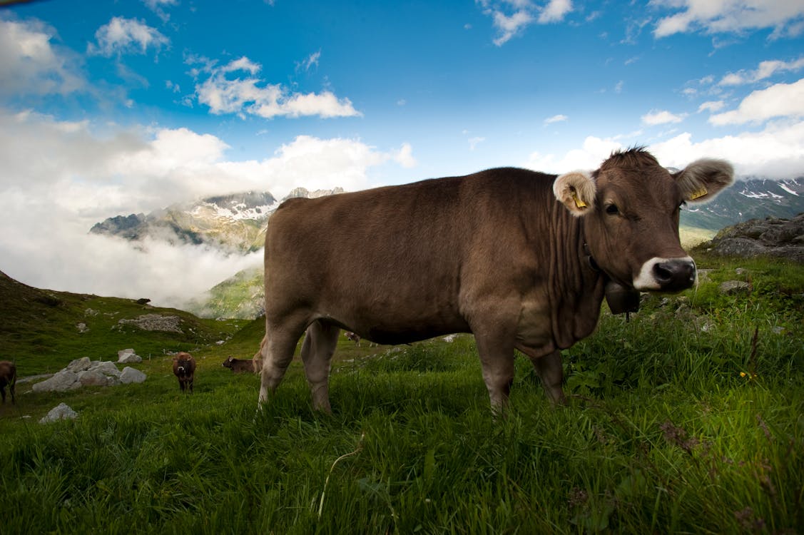 Brown Cow on Green Grass Field Under Blue Sky and White Clouds