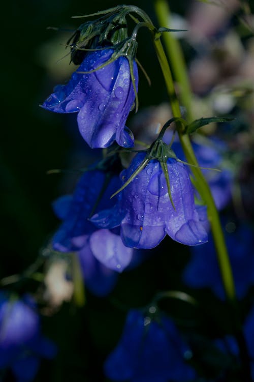 Close-Up Photo of Wet Harebell Flowers