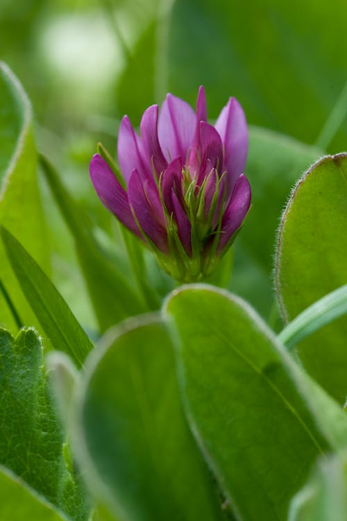 Close Up Photo of Purple Flower 