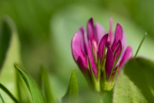 Macro Photo of a Purple Flower