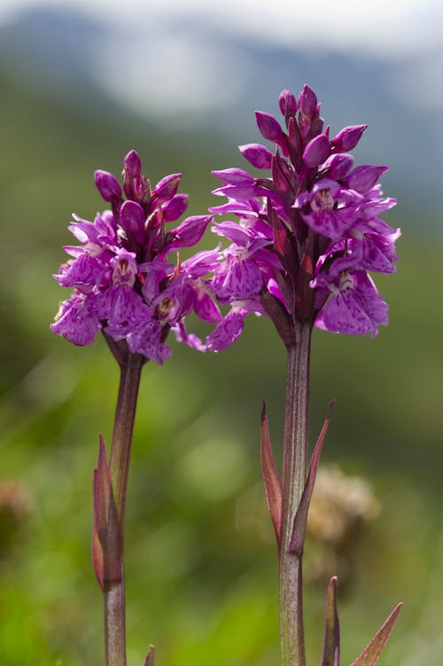 Purple Flowers in Close-Up Photography