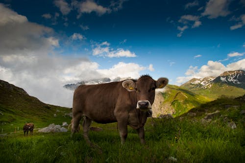 Photo of a Brown Cow on Green Grass