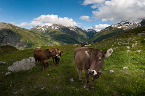 Free Brown Cows on Green Grass Field Stock Photo