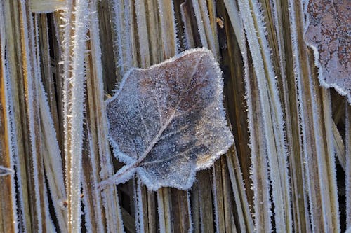 Free stock photo of autumn leaf, freeze, hoarfrost Stock Photo