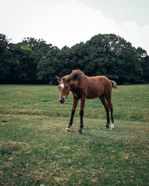 Free Brown Horse on Green Grass Field Stock Photo
