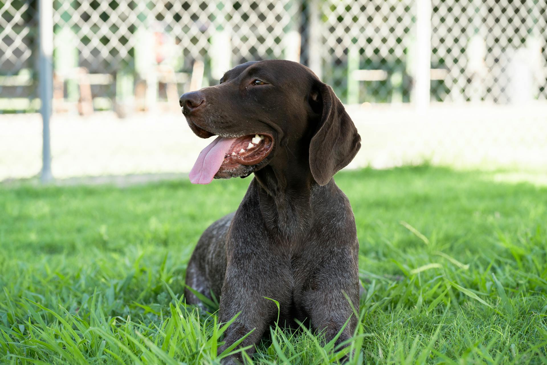 Photo of a German Shorthaired Pointer on Green Grass