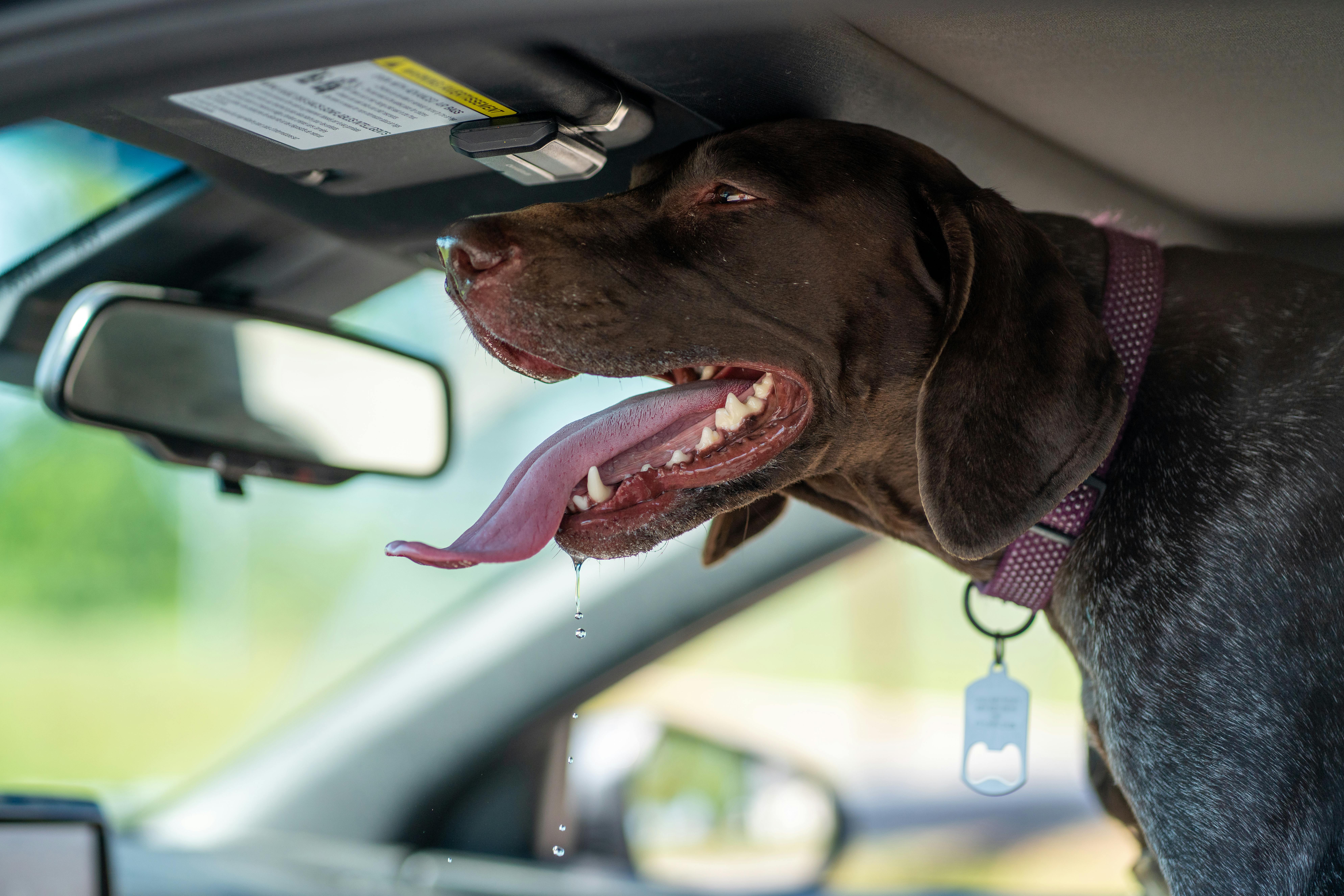 Cute German Shorthaired Pointer dog drooling inside a car, tongue out.