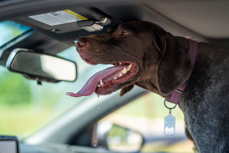 Dog panting in the summer heat