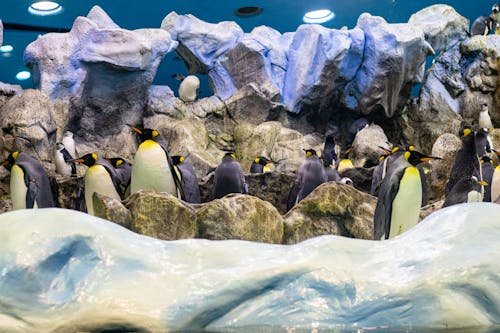 Photograph of Black and White King Penguins