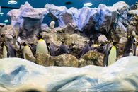 King penguins gather in a rocky exhibit, showcasing their vibrant yellow markings in an aquarium setting.