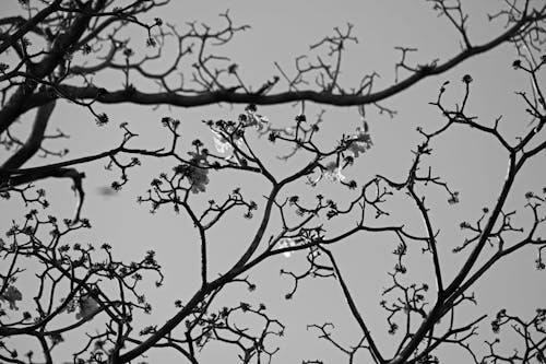Free Black and White Photo of Tree Branches Stock Photo