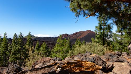 Free Explore the lush volcanic landscape of Santiago del Teide with its rugged terrain and pine trees. Stock Photo