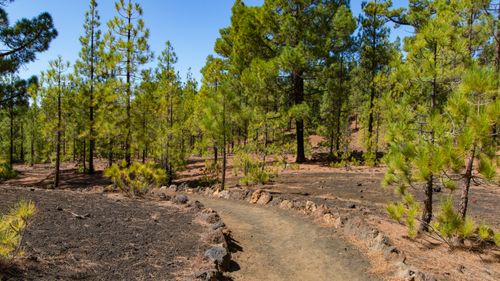 Free Scenic forest pathway in Santiago del Teide, Tenerife, surrounded by lush pine trees. Stock Photo