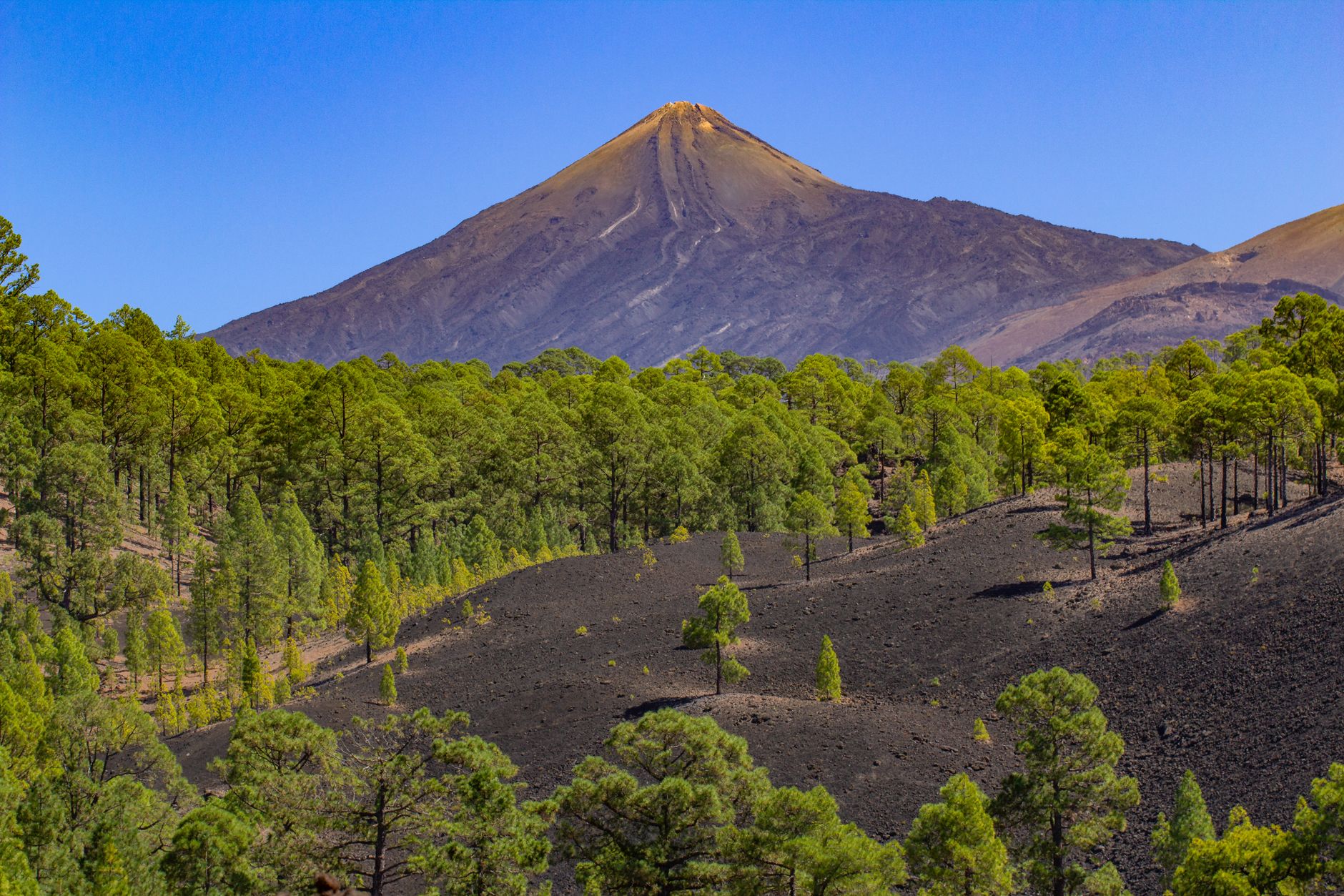 Scenic view of Mount Teide with lush green trees, a perfect blend of nature and volcanic beauty.
