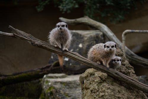 Meerkats 