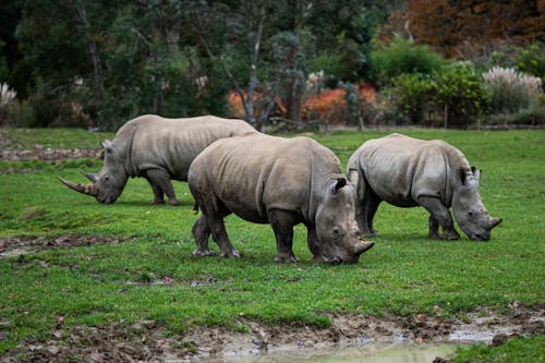 Fotobanka s bezplatnými fotkami na tému cicavec, nosorožce, ohrozené druhy