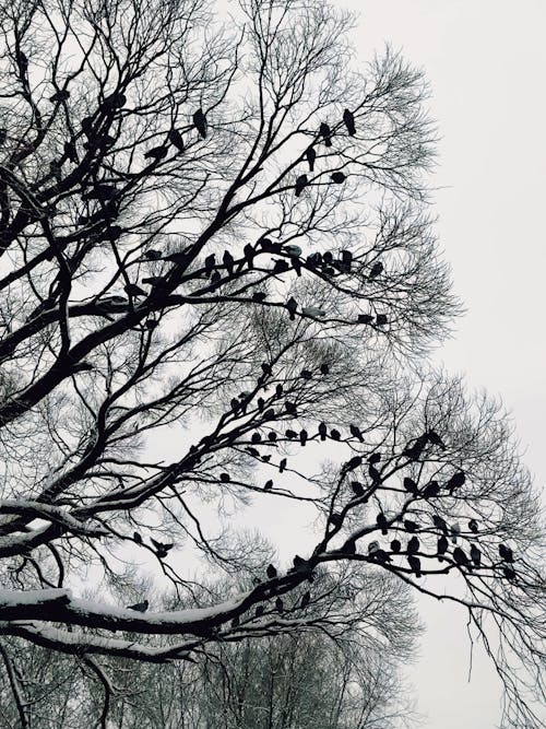 Silhouettes of Birds on Tree Branches