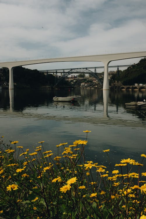 Photo of Yellow Flowers Near a Bridge