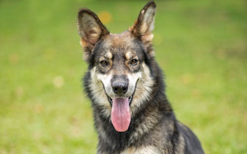 Photo of a Dog with Black Whiskers