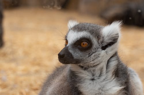 A Close-Up of a Lemur