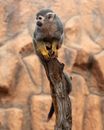 Brown and Gray Owl on Brown Tree Branch