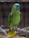 Green and Yellow Bird on Brown Tree Branch