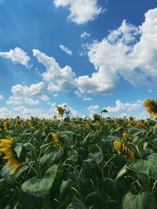 A Sunflower Field Under the Blue Sky and White Clouds