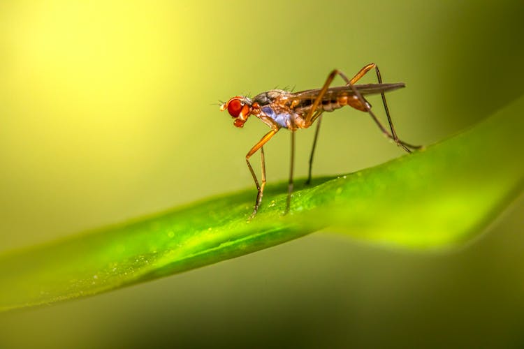 A Fly On A Leaf