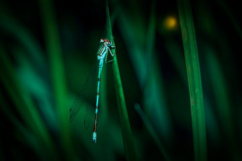 Ücretsiz anisoptera, böcek, böcekbilim içeren Ücretsiz stok fotoğraf Stok Fotoğraflar