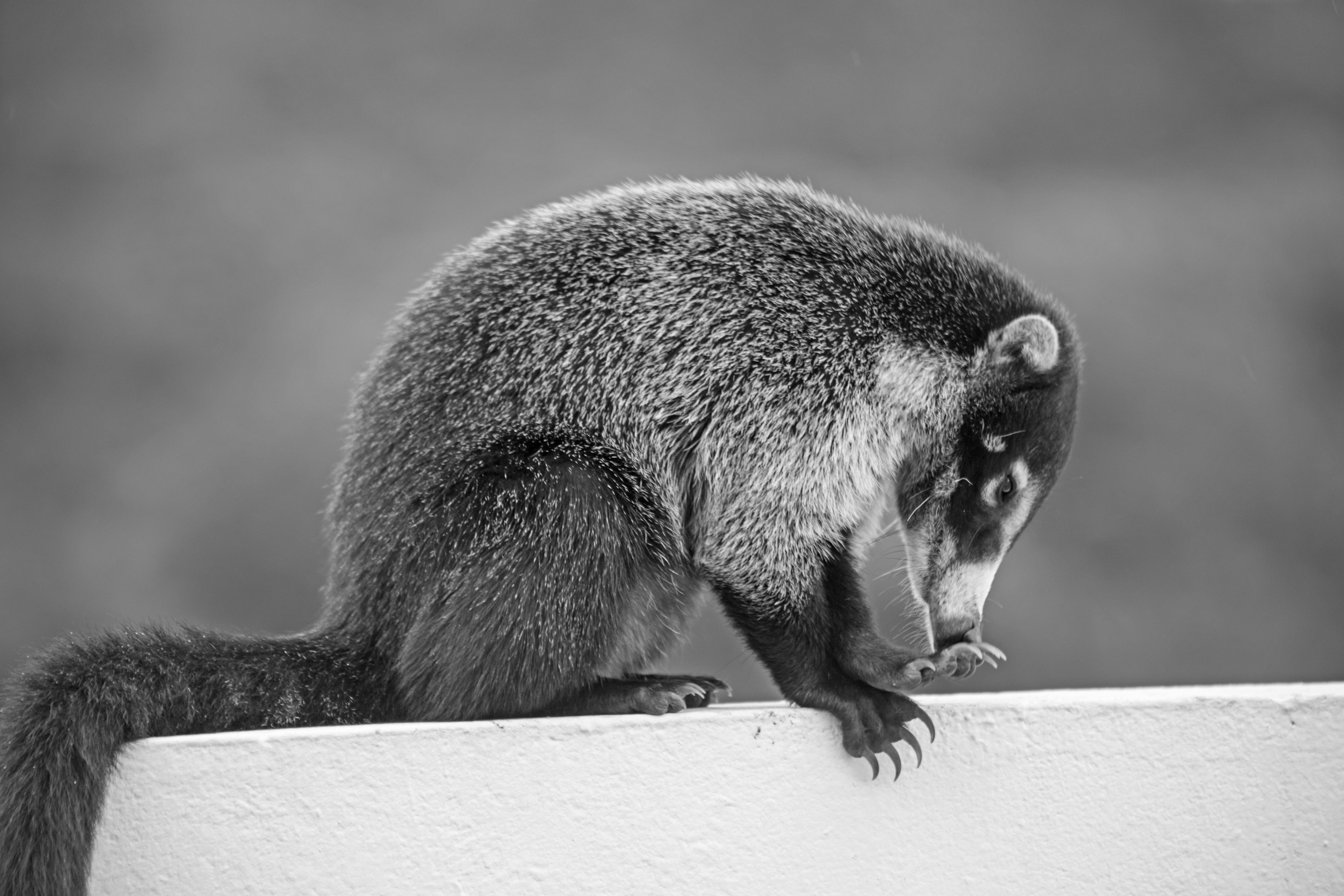Coati in Black and White · Free Stock Photo