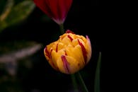 充满活力的黄色和红色郁金香在黑暗背景下绽放的特写