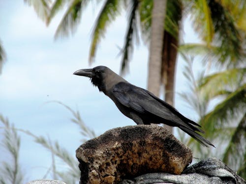 Black Bird Perched on a Tree Trunk