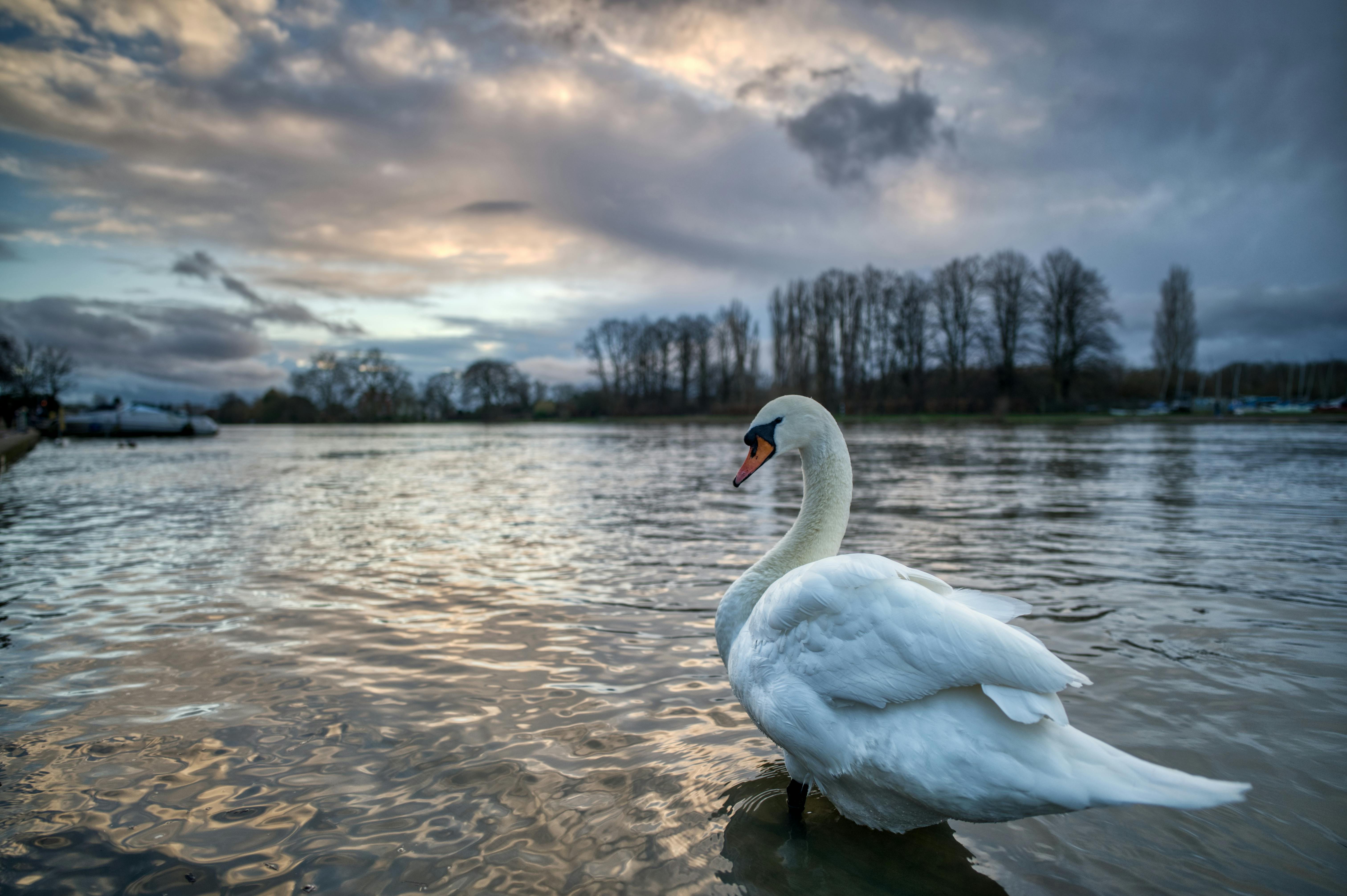 Majestic swan gracefully standing in the Thames with a serene sunset backdrop in Kingston upon Thames, England.