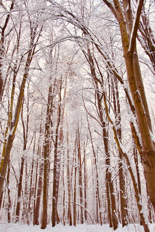 Trees Covered with Snow