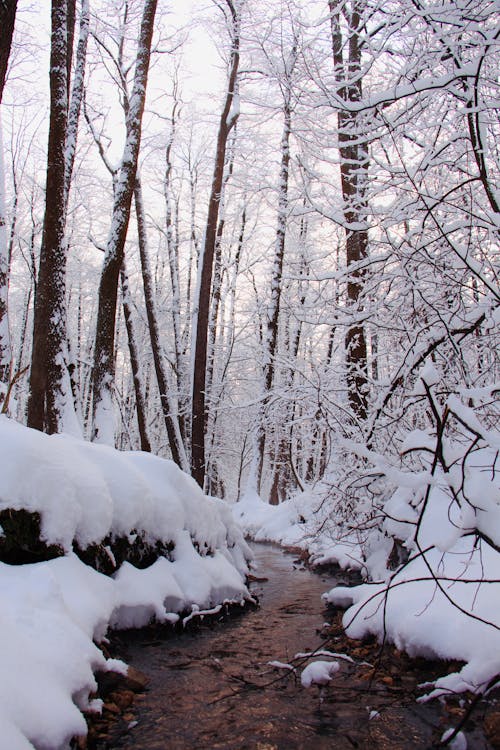 Foto profissional grátis de árvores, clima, com frio