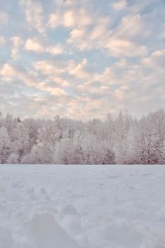 Serene winter scene with snow-covered trees and soft clouds in the sky.