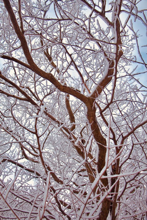 A Brown Leafless Tree Covered in Snow