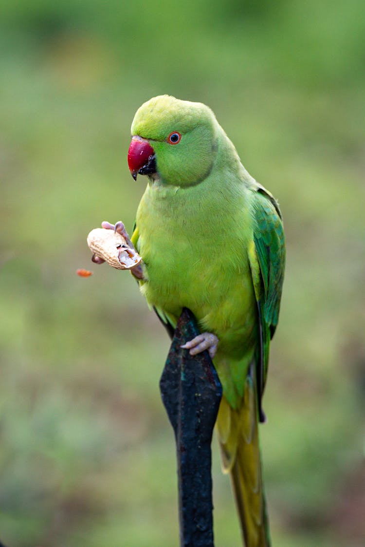 Close-Up Shot Of A Parakeet Bird 
