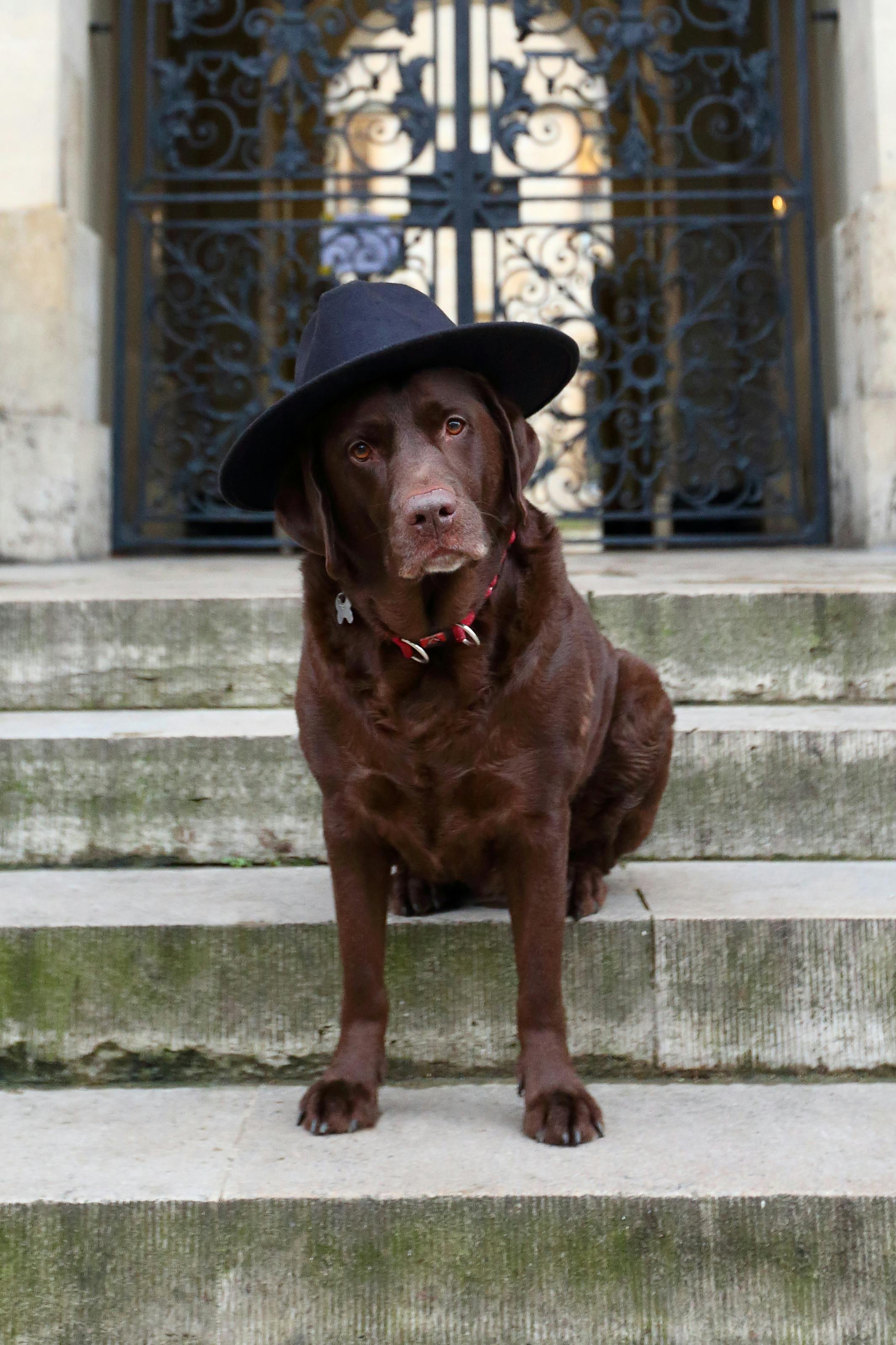 a cute brown dog on a concrete stairs while wearing a black hat