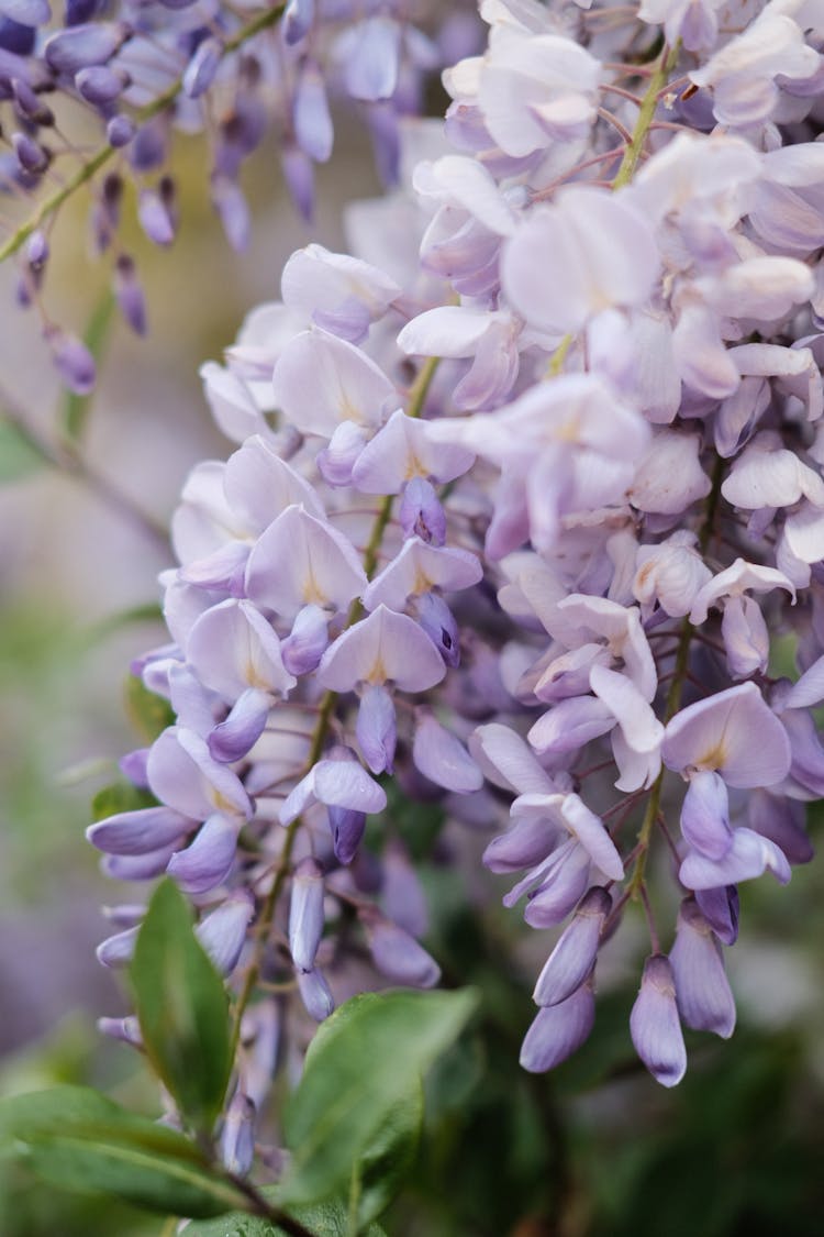 Close-Up Shot Of Chinese Wisteria Flowers